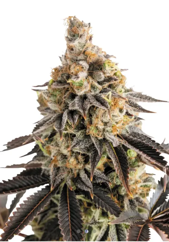 Cookies Gelato di Bud Voyage 