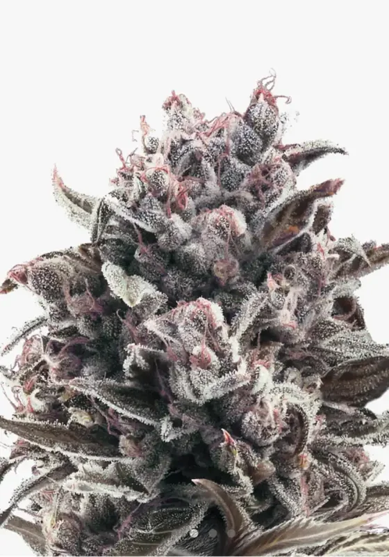 Moonshine Cookies di Bud Voyage