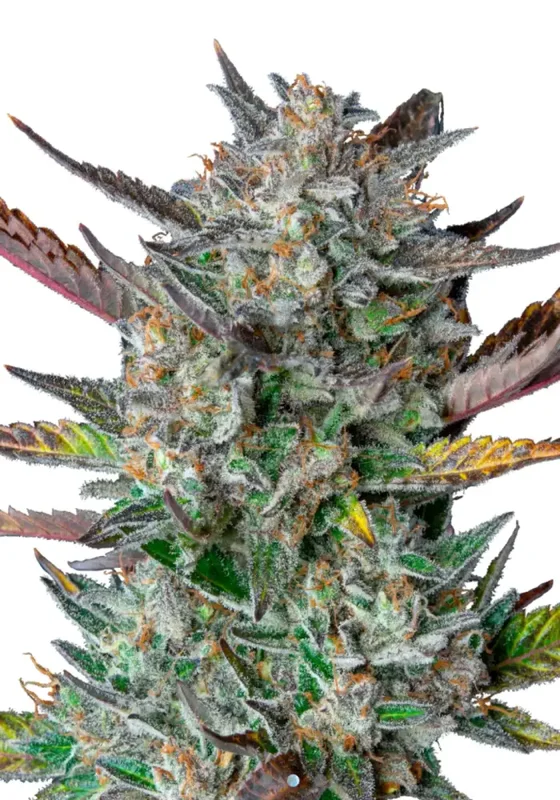 Purple Punch di Bud Voyage 
