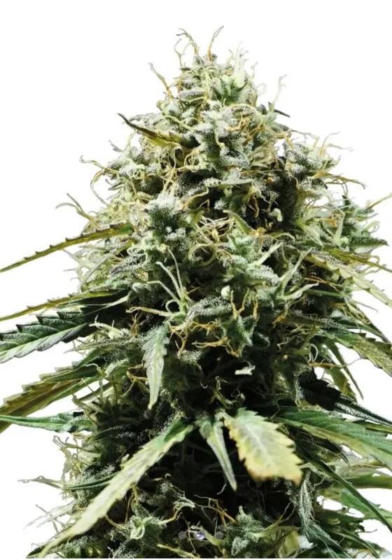 Cherry Kiss di Bud Voyage 
