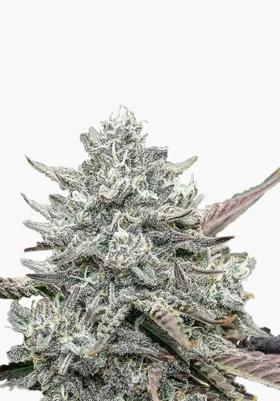 Fat Bastard di Bud Voyage 