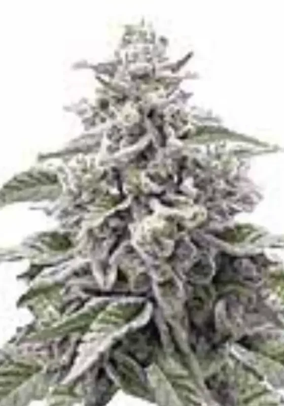 Cap Junky di Bud Voyage 