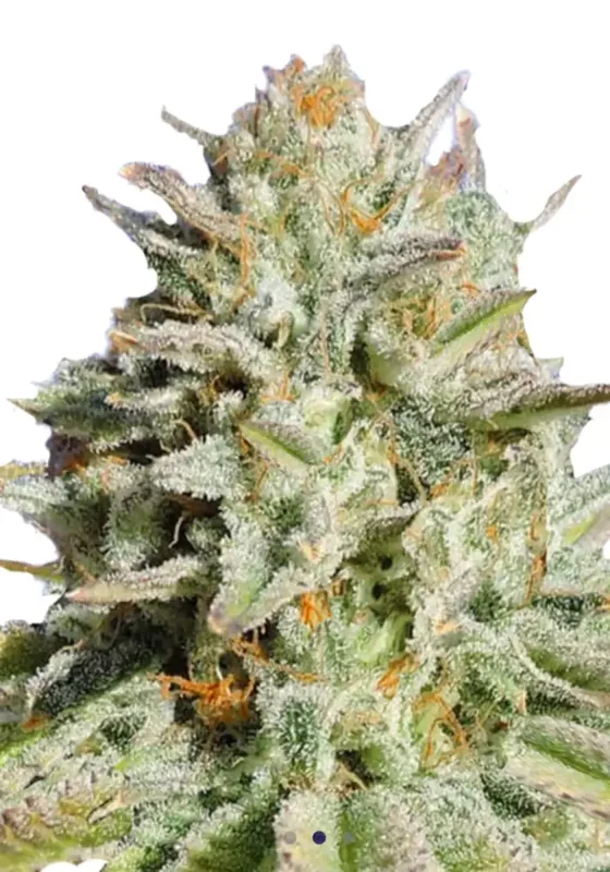 Gorilla Glue #4 di Bud Voyage 