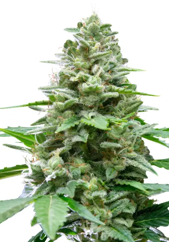 Easy Bud di Bud Voyage 