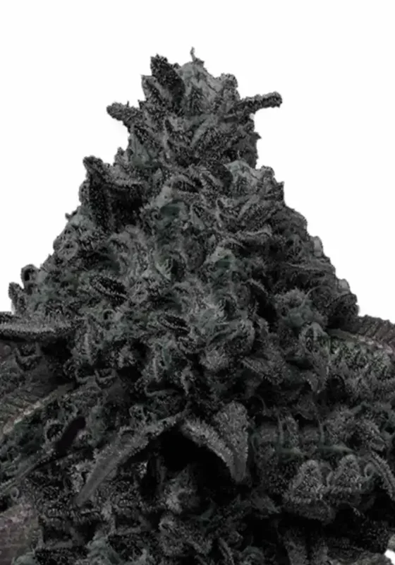 Black Runtz di Bud Voyage 