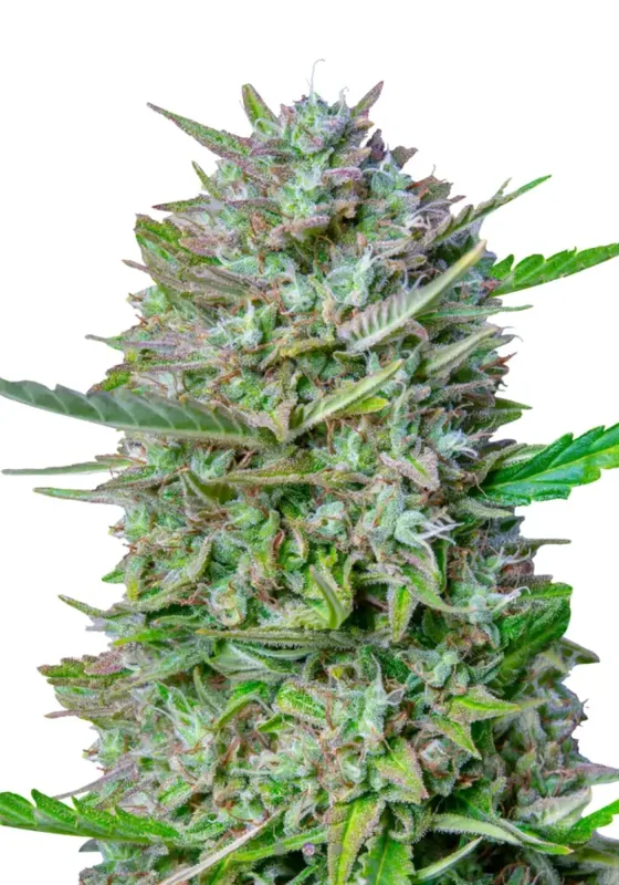 Tropical Orange di Bud Voyage 