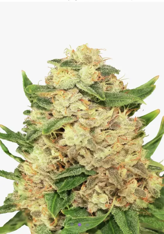 Amnesia F1 di Bud Voyage