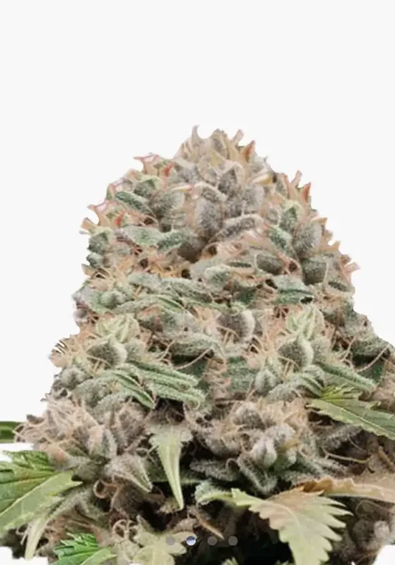 Hellfire OG di Bud Voyage