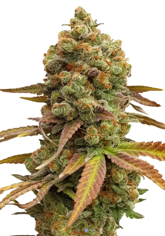 Special #1 di Bud Voyage 