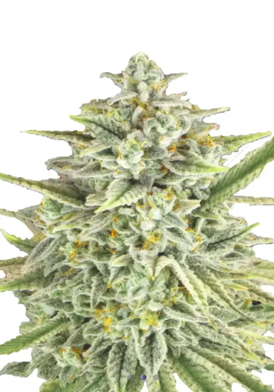 Lemon Haze di Bud Voyage 