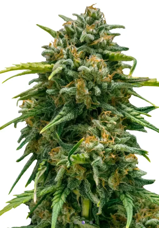 Super Skunk di Bud Voyage 