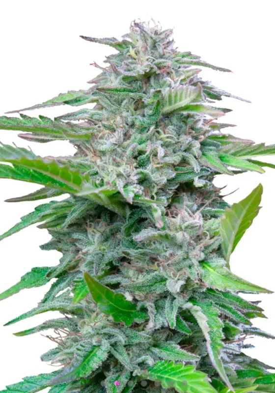 Critical di Bud Voyage 