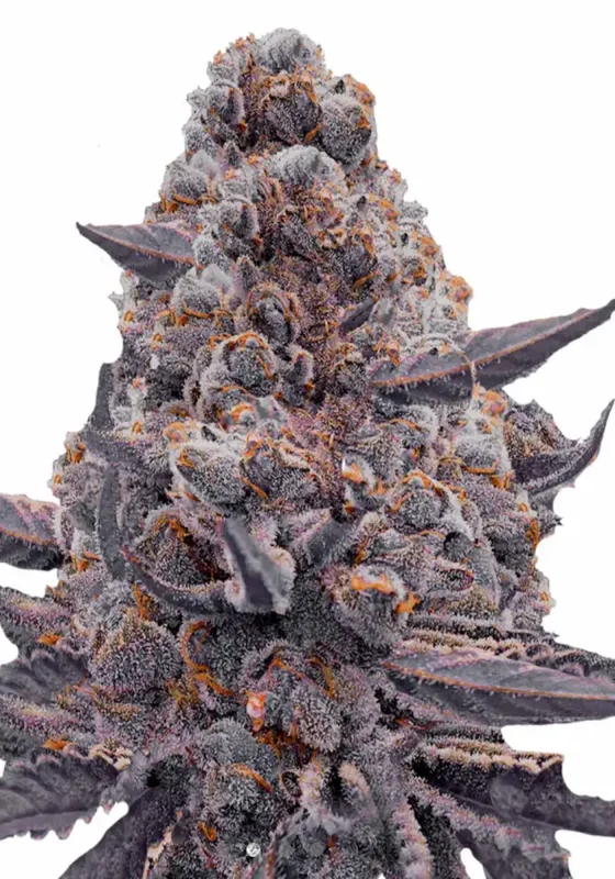 Bubble Gum Sherb di Bud Voyage 