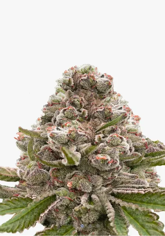 Hellfire OG di Bud Voyage 