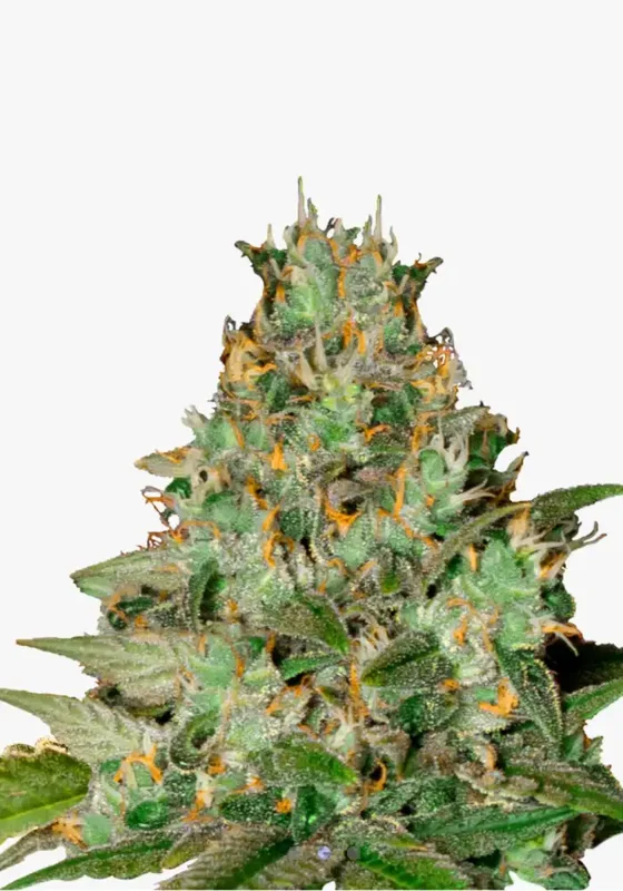 Amnesia Bubba F1 di Bud Voyage 
