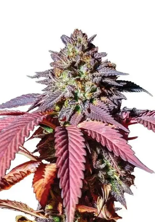 Purple Haze di Bud Voyage 