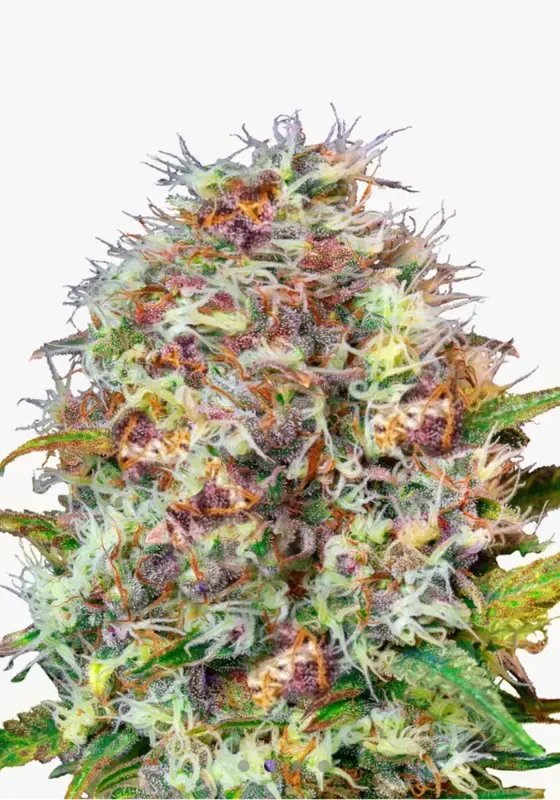 Runtz di Bud Voyage 