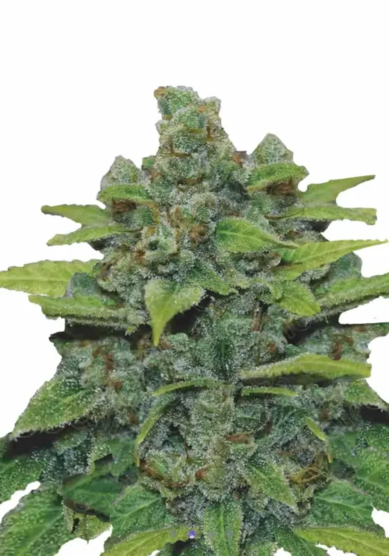 Banana x Zkittlez di Bud Voyage 