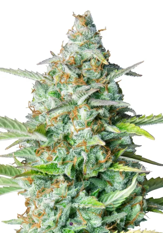 Northern Lights di Bud Voyage