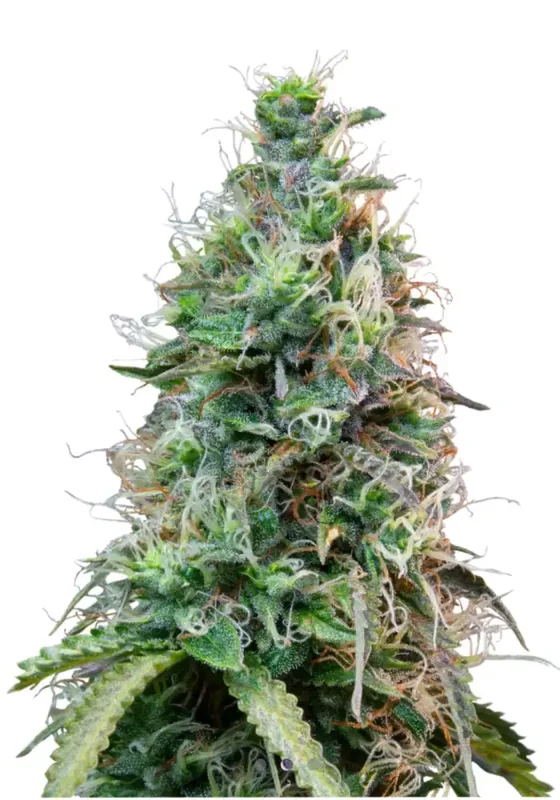 Jamaican Haze di Bud Voyage 