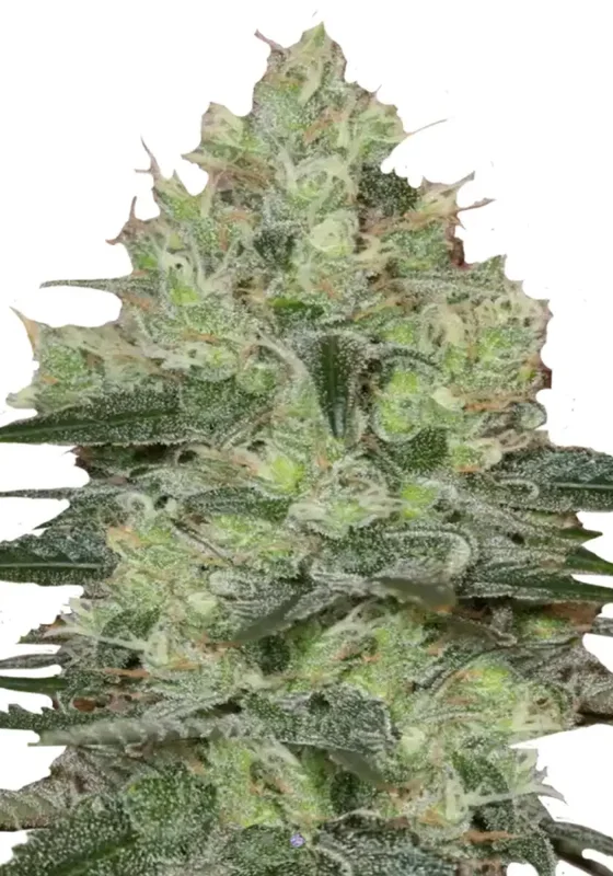 Amnesia Haze di Bud Voyage 