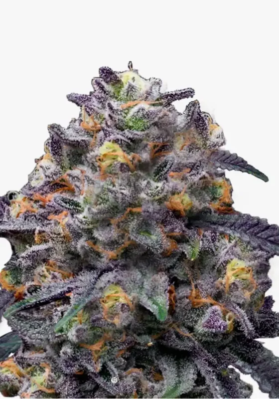 Blackberry Moonrocks di Bud Voyage 