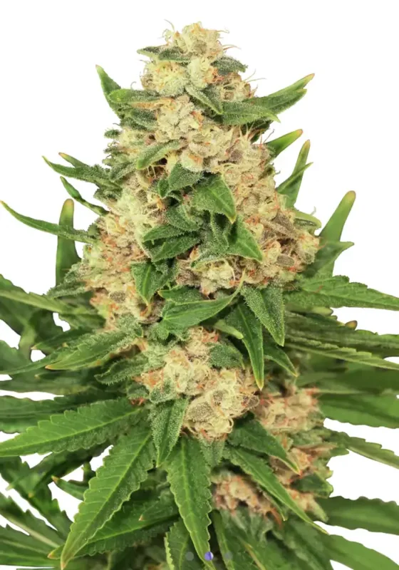 Big Banana di Bud Voyage 