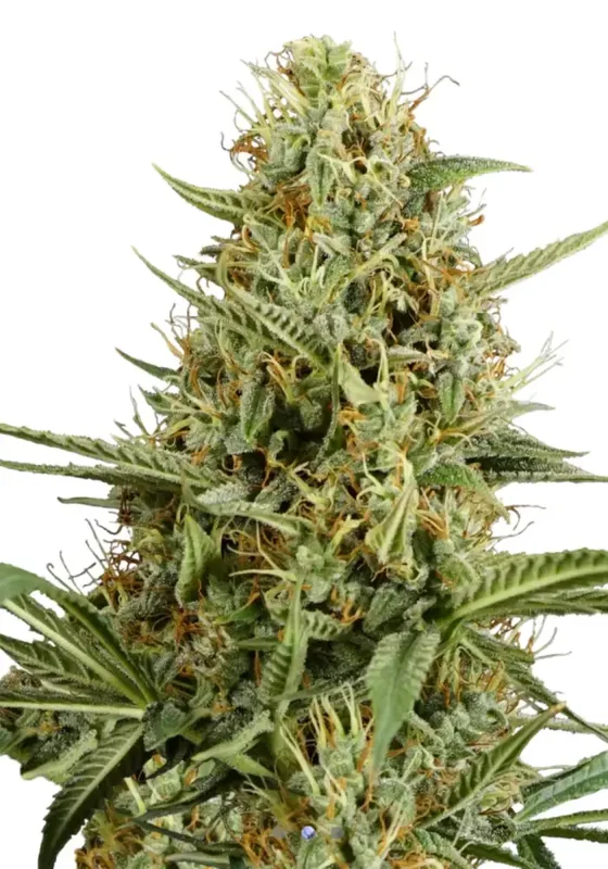 Strawberry Smile di Bud Voyage