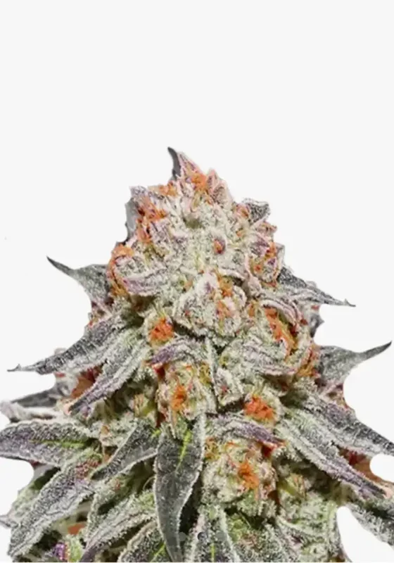 Gelato x Purple Punch F1 di Bud Voyage 