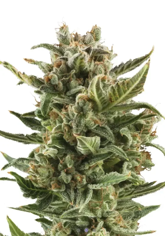 White Widow di Bud Voyage 
