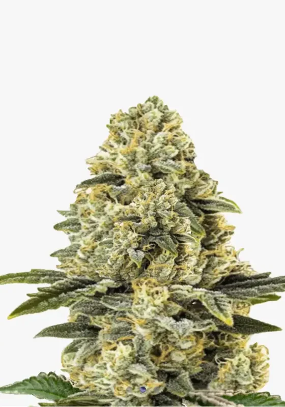 Amnesia Haze F1 di Bud Voyage