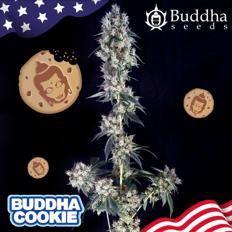 Buddha Cookie van Buddha Seeds