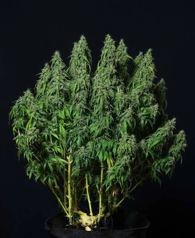 Magnum van Buddha Seeds