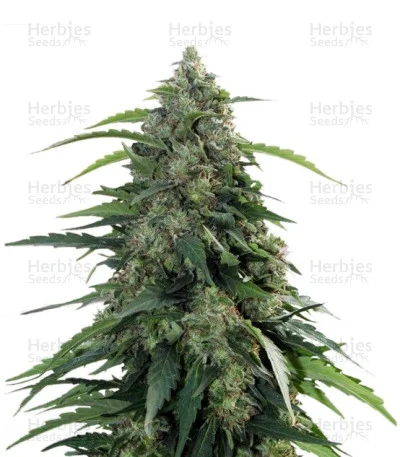 Buddha Syrup van Buddha Seeds