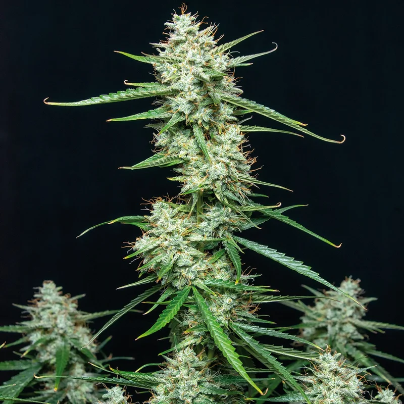 Syrup van Buddha Seeds