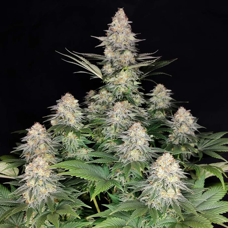 Kraken van Buddha Seeds