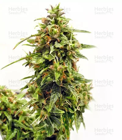 Buddha Medikit CBD van Buddha Seeds