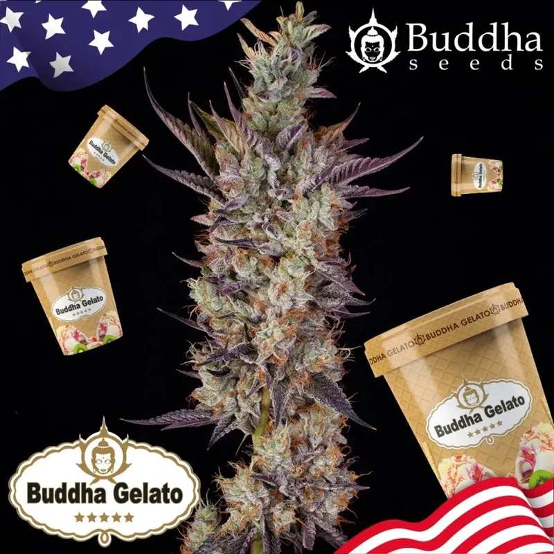 Buddha Gelato van Buddha Seeds