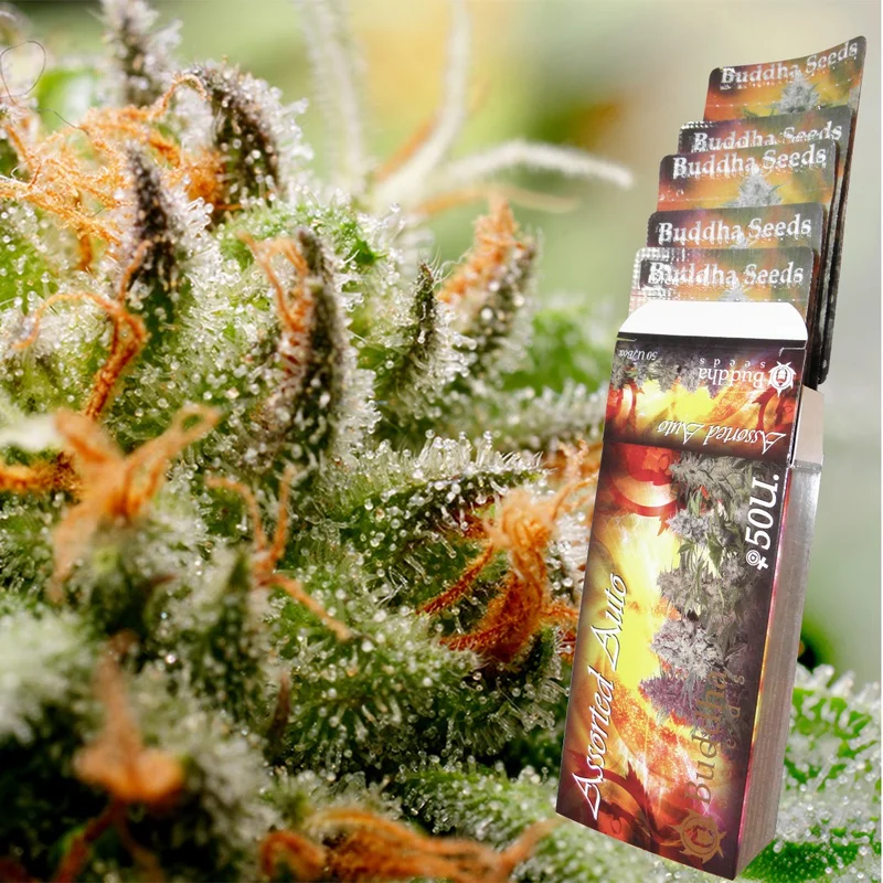 Assorted van Buddha Seeds