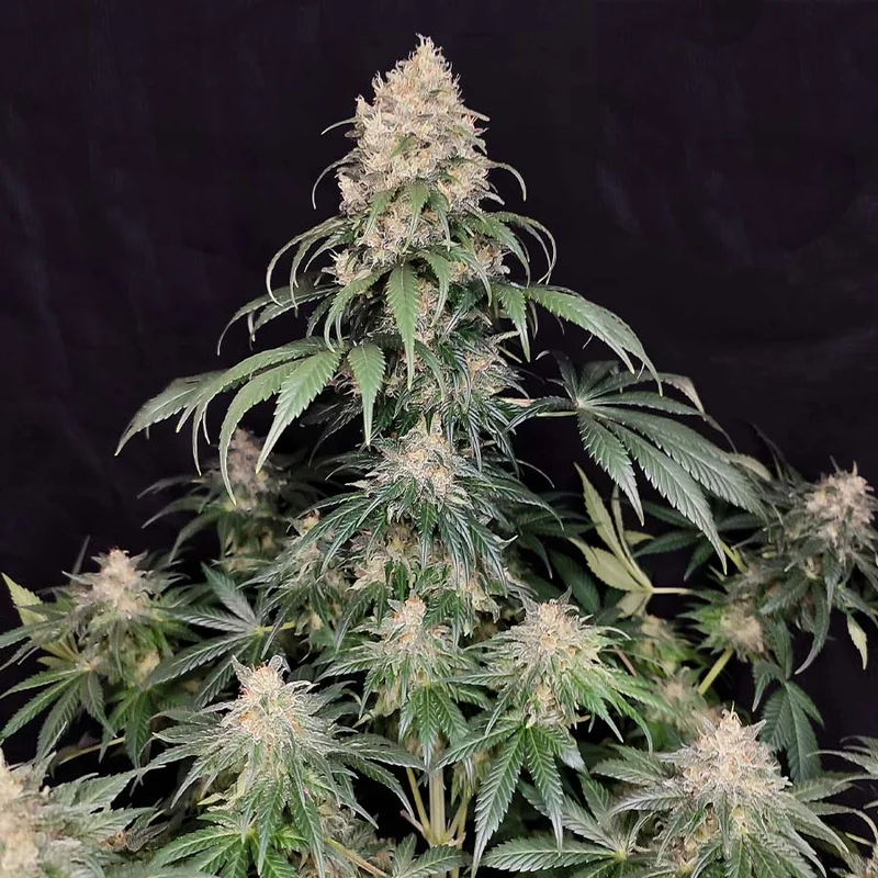 Medikit van Buddha Seeds