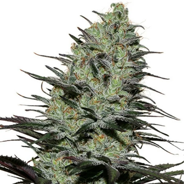 Morpheus van Buddha Seeds