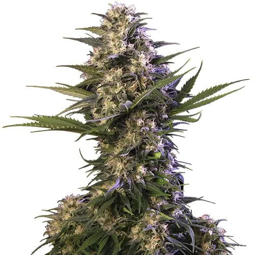 Kraken van Buddha Seeds