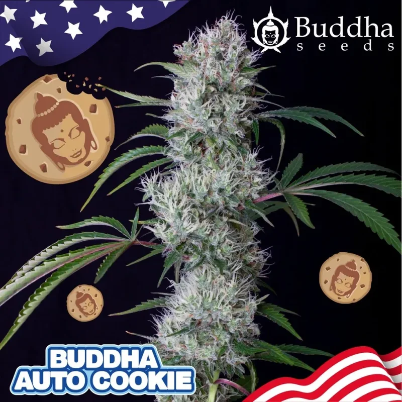 Buddha Tangie van Buddha Seeds