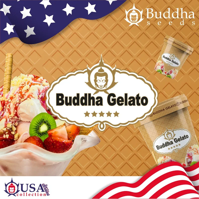 Gelato van Buddha Seeds
