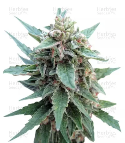 Buddha Red Dwarf van Buddha Seeds