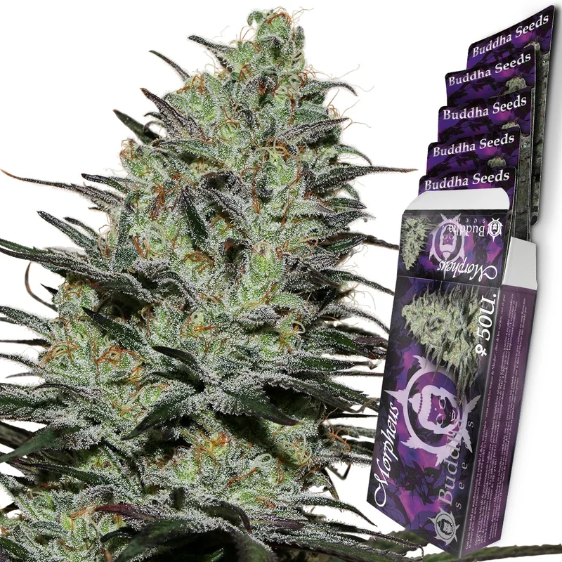 Morpheus van Buddha Seeds