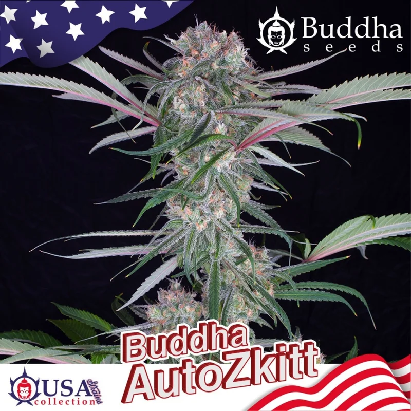 Buddha Zkitt van Buddha Seeds