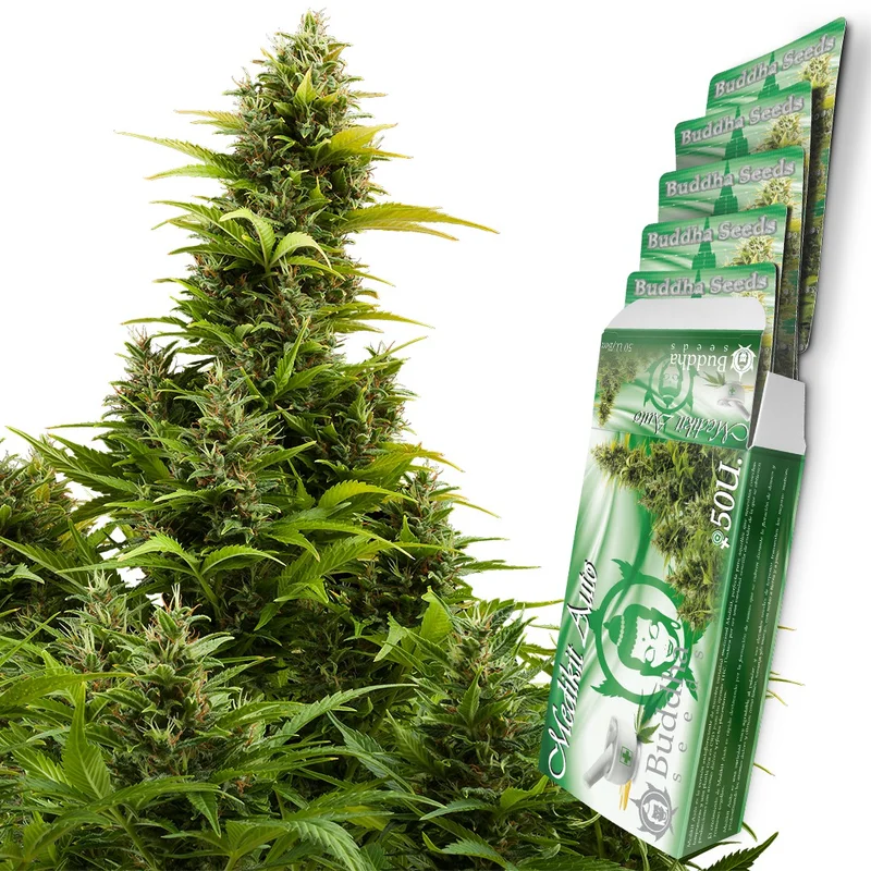 Medikit van Buddha Seeds