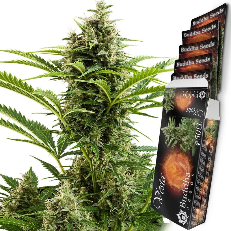 Vesta van Buddha Seeds
