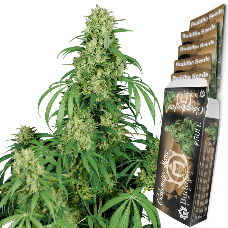 Calamity Jane van Buddha Seeds